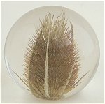 Teasel Small